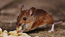 24 Hour & Emergency Exterminators in Williamstown, WV